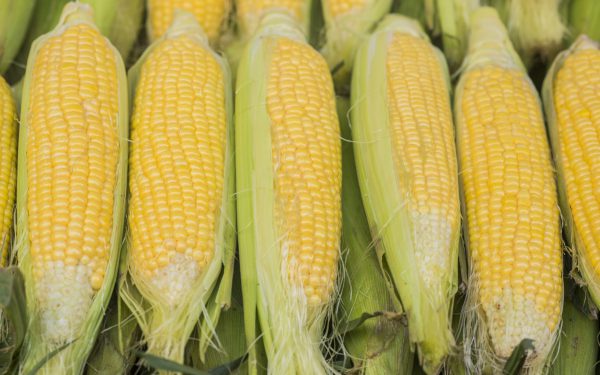 Group of fresh sweet corns on a store. Some fresh organic corn c Group of fresh sweet corns on a store. Some fresh organic corn cobs with leaves. A Group of Fresh Corns in Bazaar for Summer Season